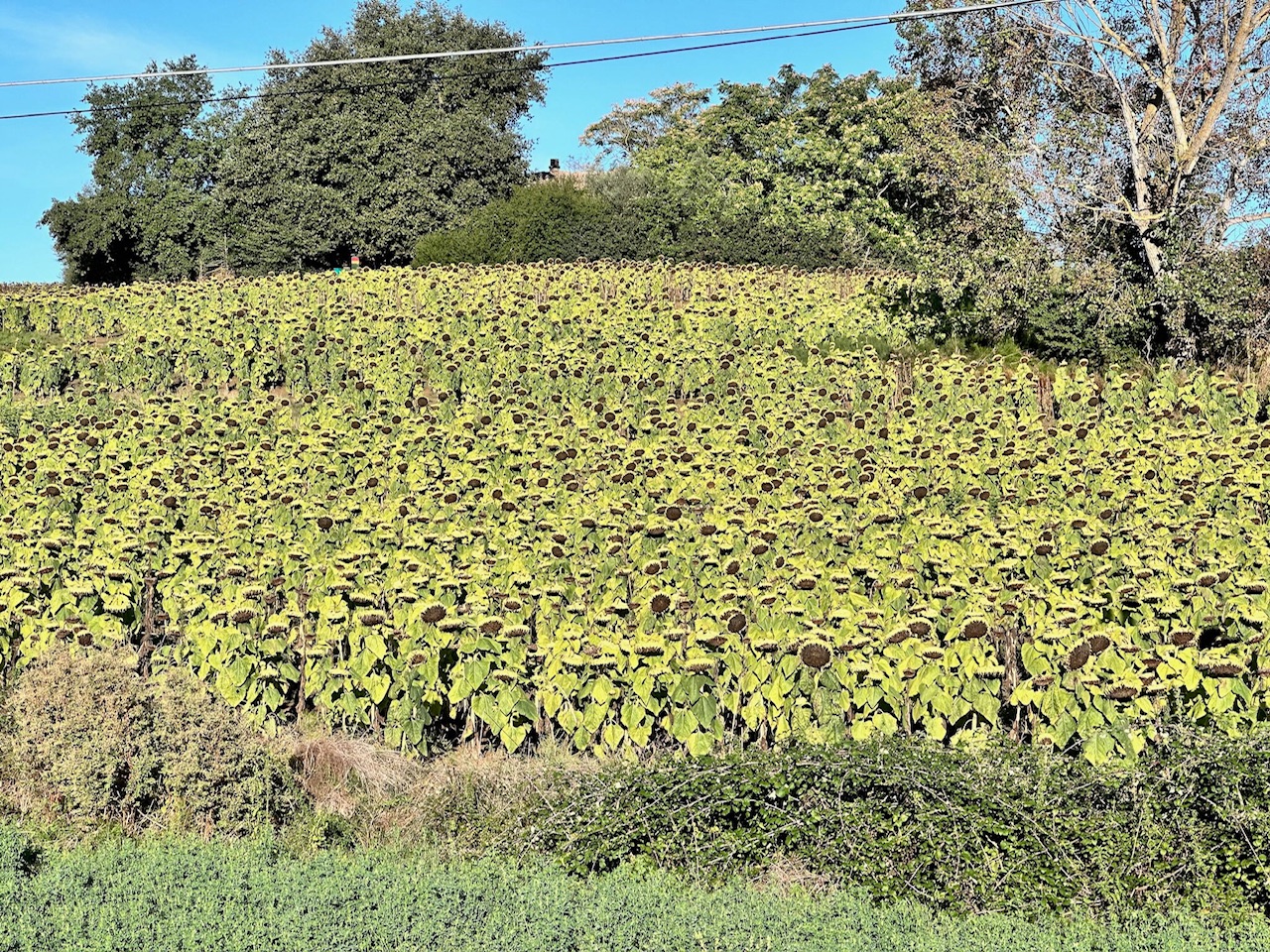 Sunflower fields, on the way to Montepulciano